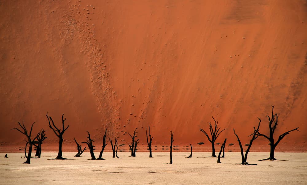 Deadvlei Desert Landscape by Hans-Wolfgang Hawerkamp — canvas wall art