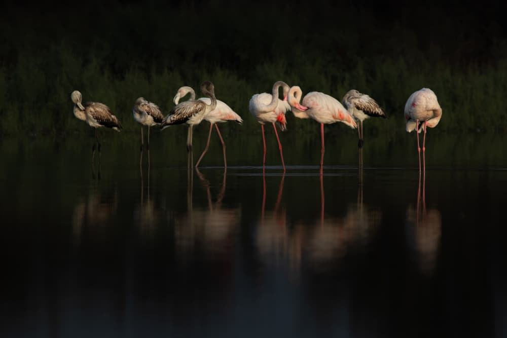 Flamingos in Still Water by Natalia Rublina — canvas wall art