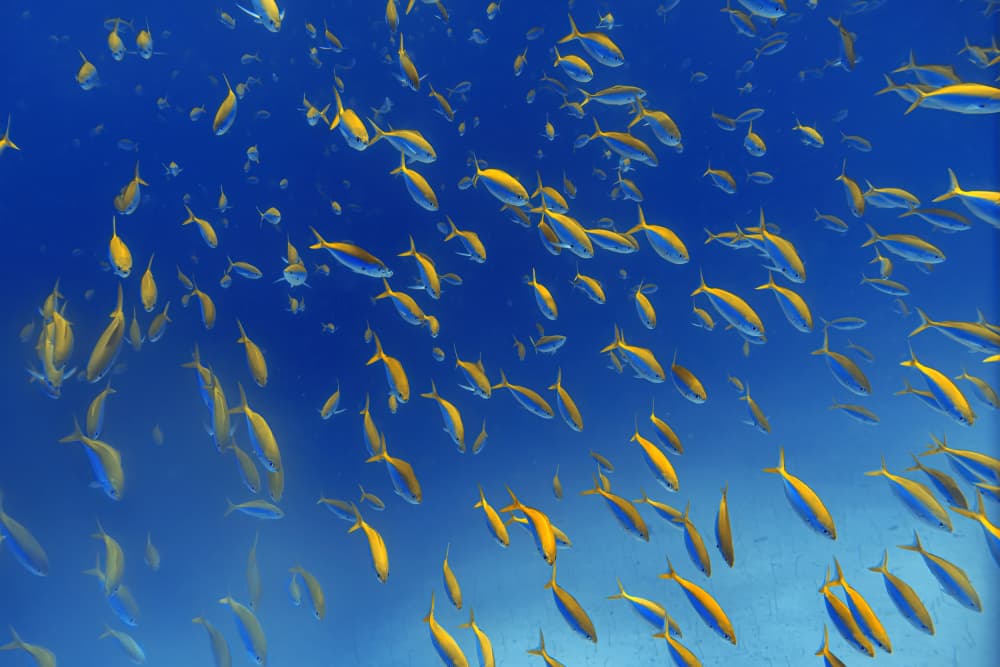 Golden Fish School by Alessandro Catta — canvas wall art