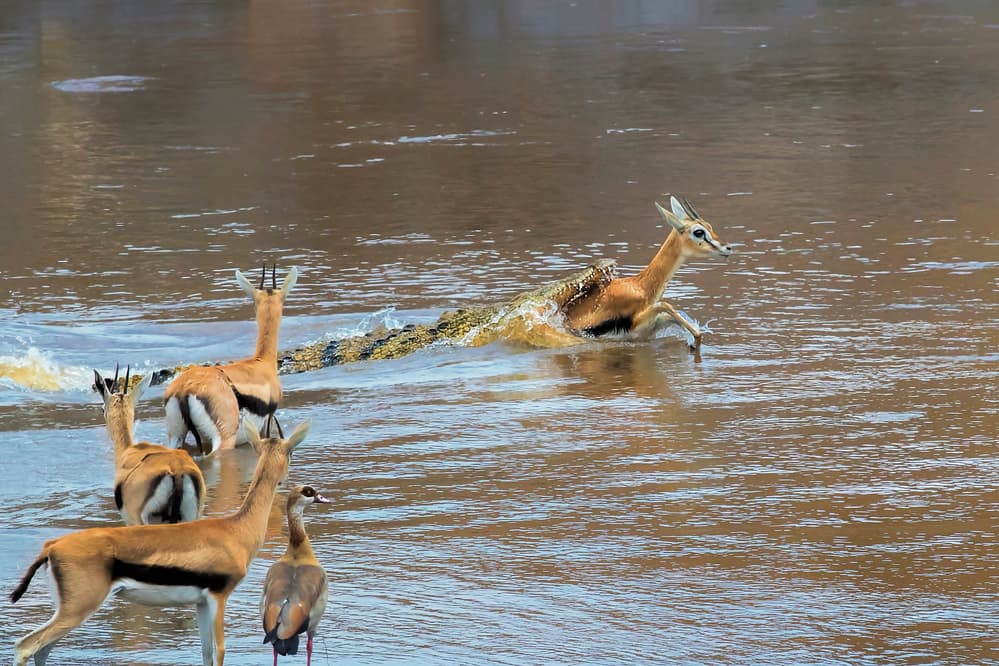 Crocodile River Attack by Jun Zuo — canvas wall art
