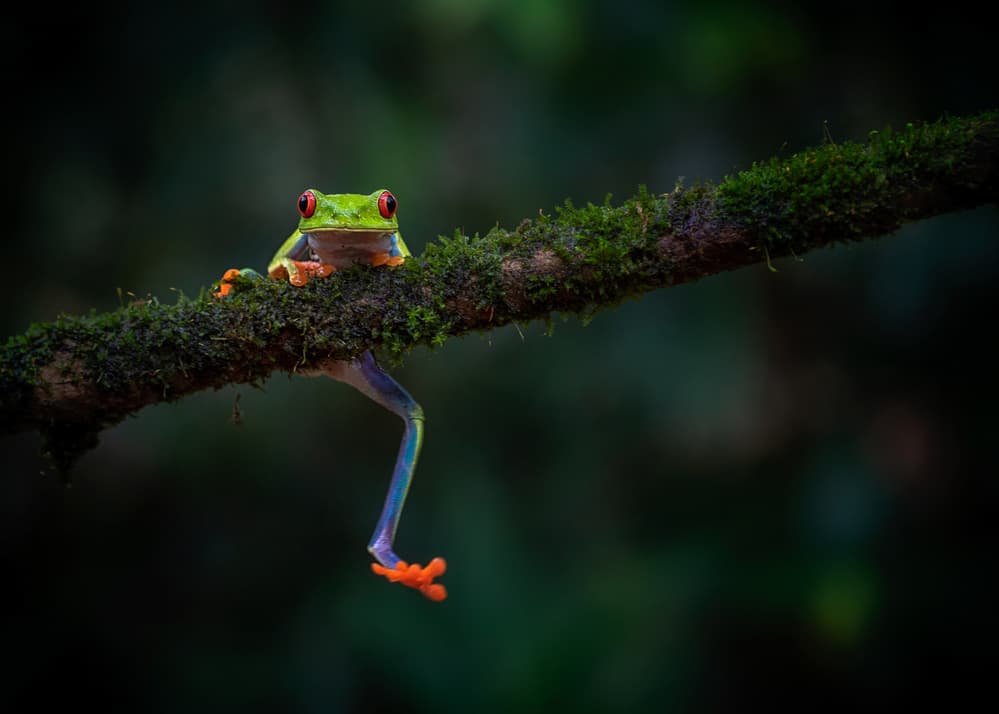 Relaxed Red-Eyed Treefrog by Annie Poreider — canvas wall art