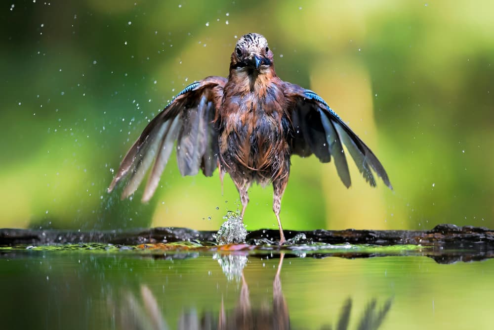 Vibrant Jay Water Splash by Jun Zuo — canvas wall art