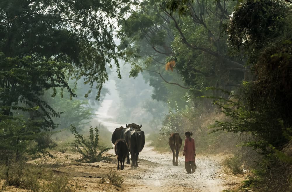 Rural Path Companions by Giuseppe DAmico — canvas wall art