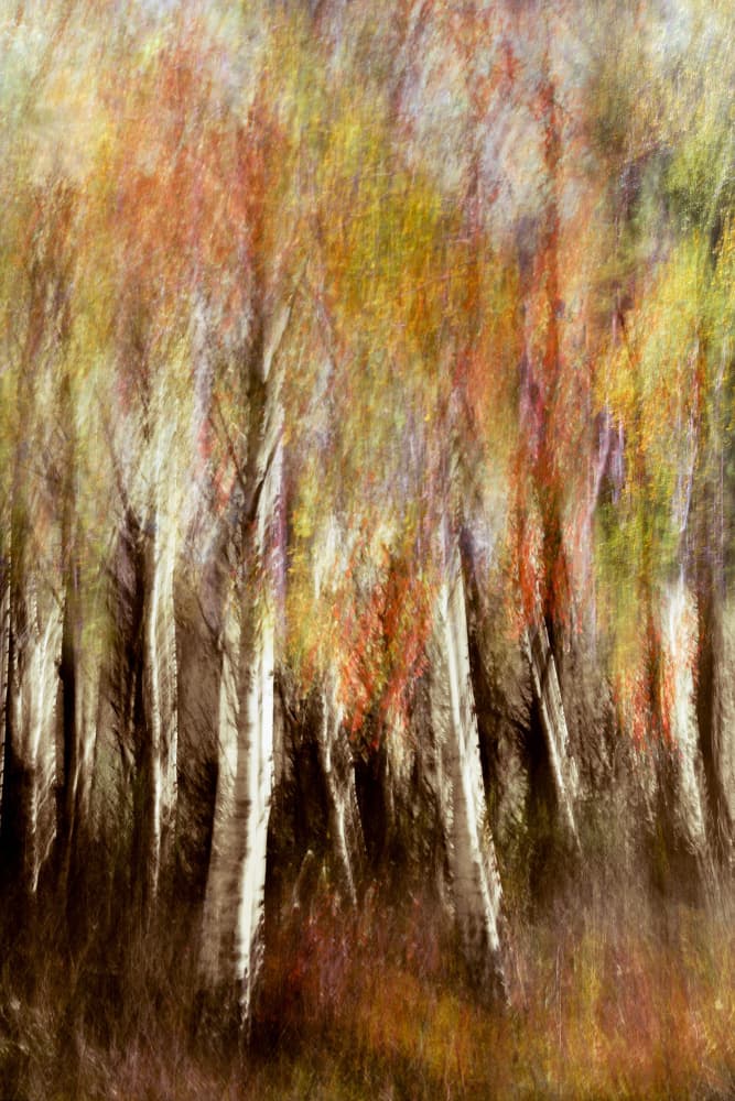 Dreamy Autumn Forest by Christina Sillen — canvas wall art