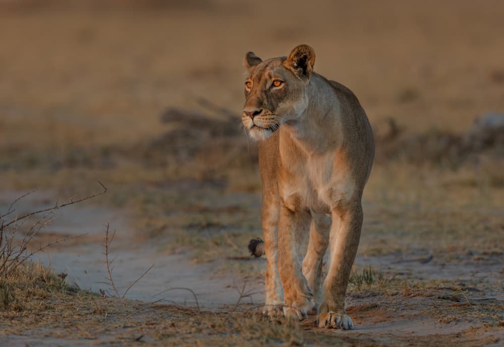 Golden Hour Lioness by Jannes Drotsky — canvas wall art