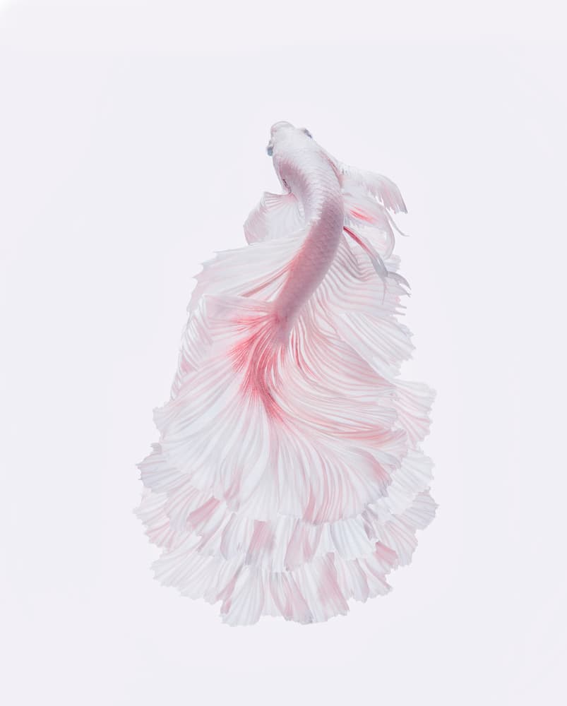 Pink Betta Elegance by Andi Halil — canvas wall art