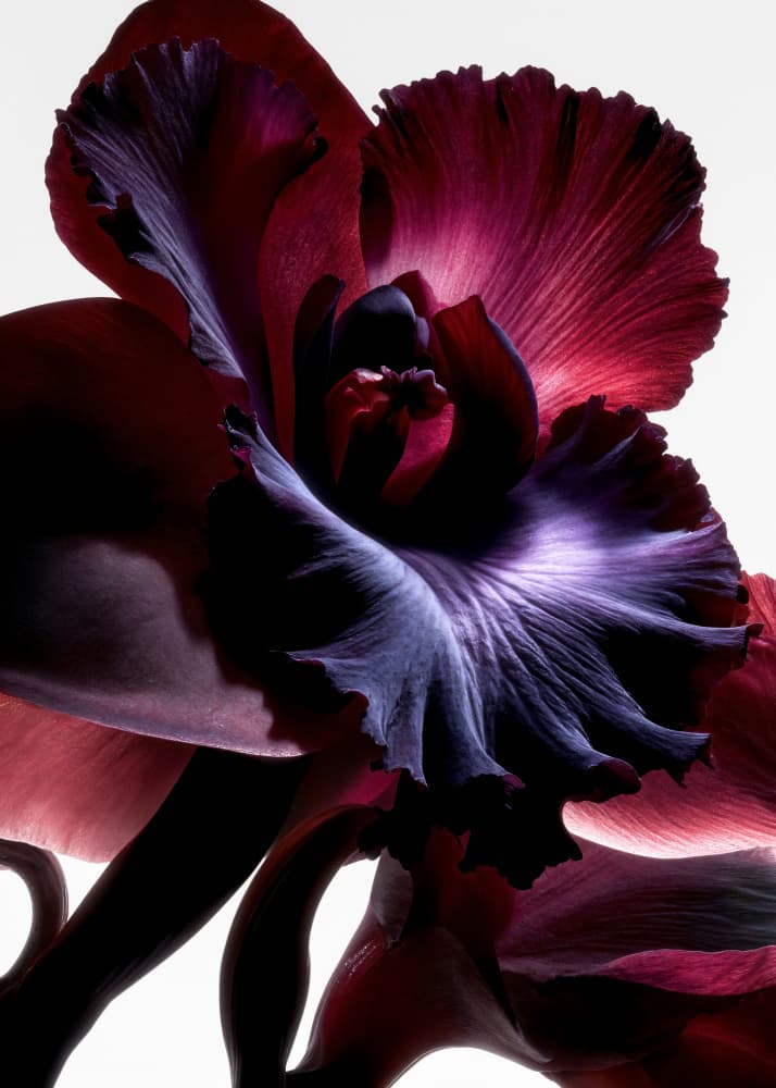 Deep Magenta Orchid by Minorstep — canvas wall art