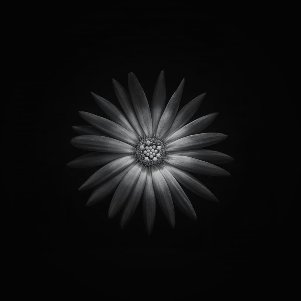 Elegant Monochrome Flower by Lotte Grønkjær — canvas wall art