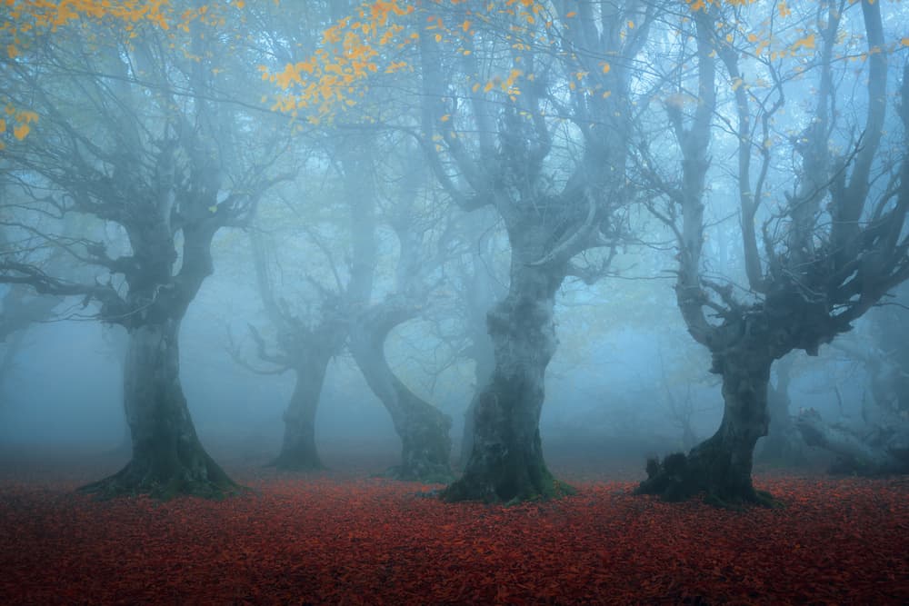 Mysterious Foggy Forest by Majid Behzad — canvas wall art