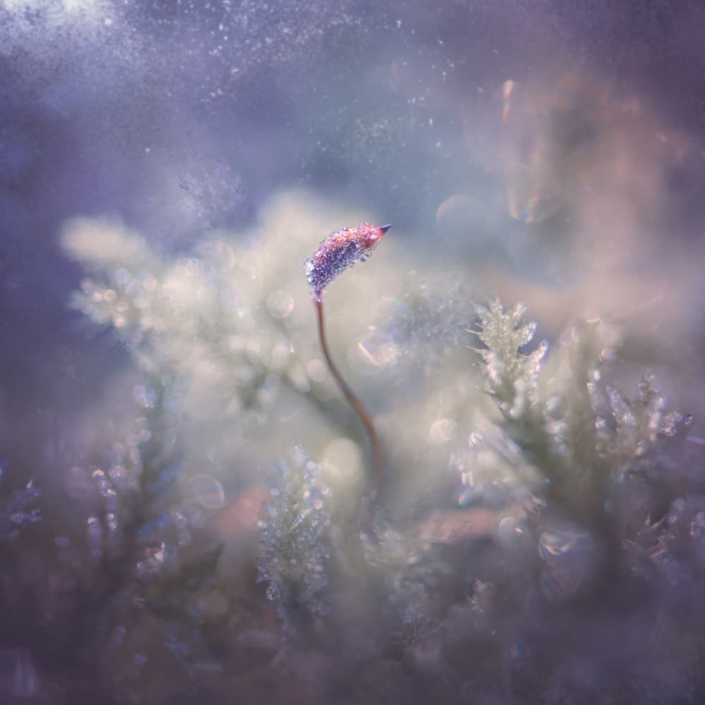 Ethereal Frost Bloom by Kristina Zvinakeviciute — canvas wall art
