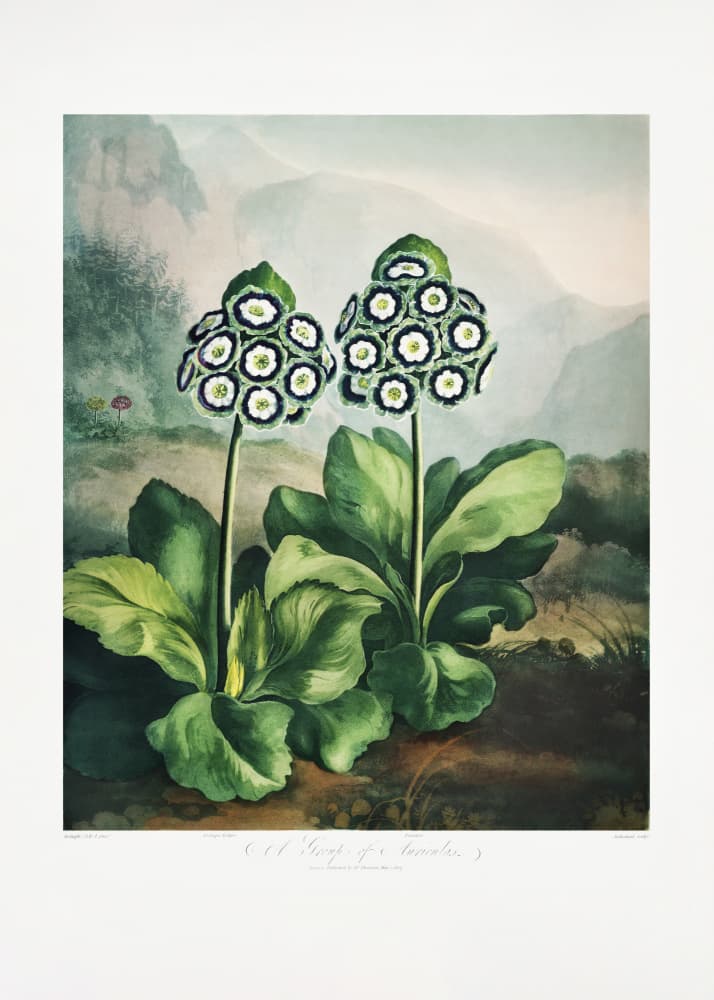 A Group of Auriculas from The Temple of Flora 2 (1807) by Robert John Thornton — canvas wall art