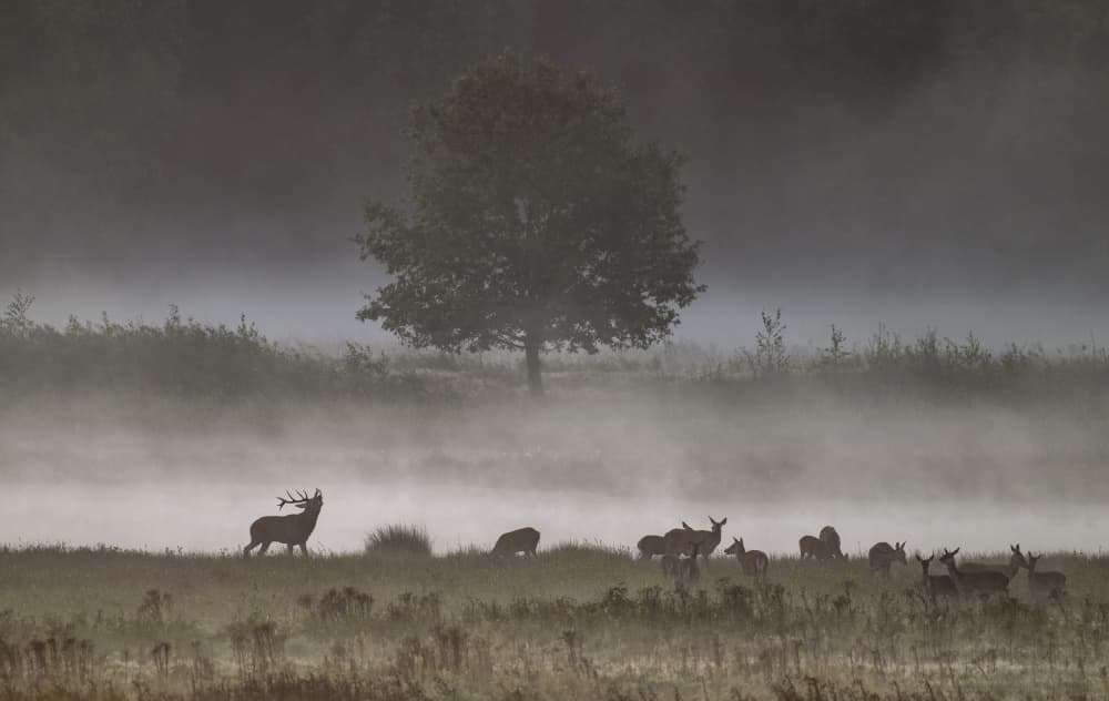 Misty Morning Deer by Chris Coenders — canvas wall art