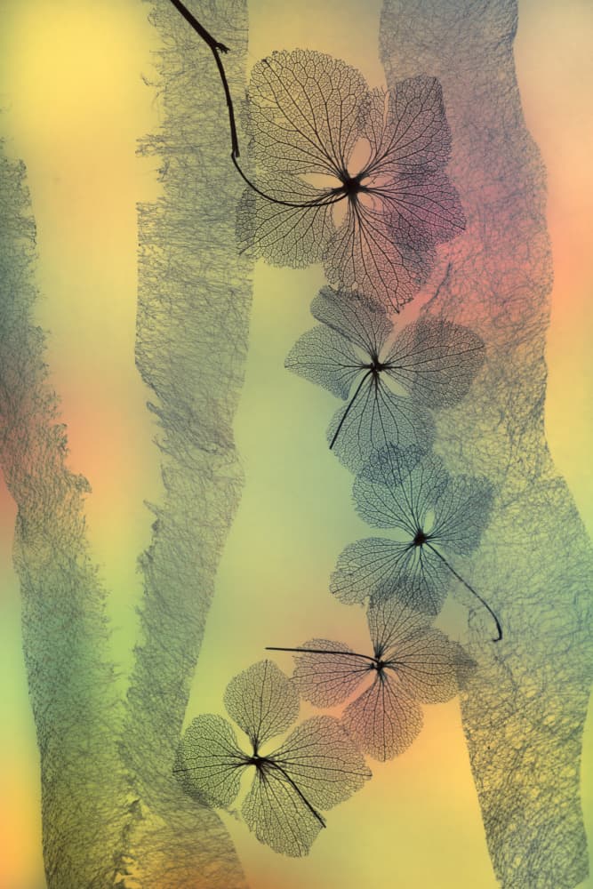 Ethereal Skeletal Leaves by Shihya Kowatari — canvas wall art