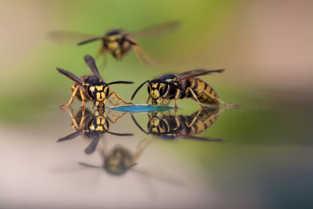 Thirsty Wasps Reflecting by Daan de Vos — canvas wall art