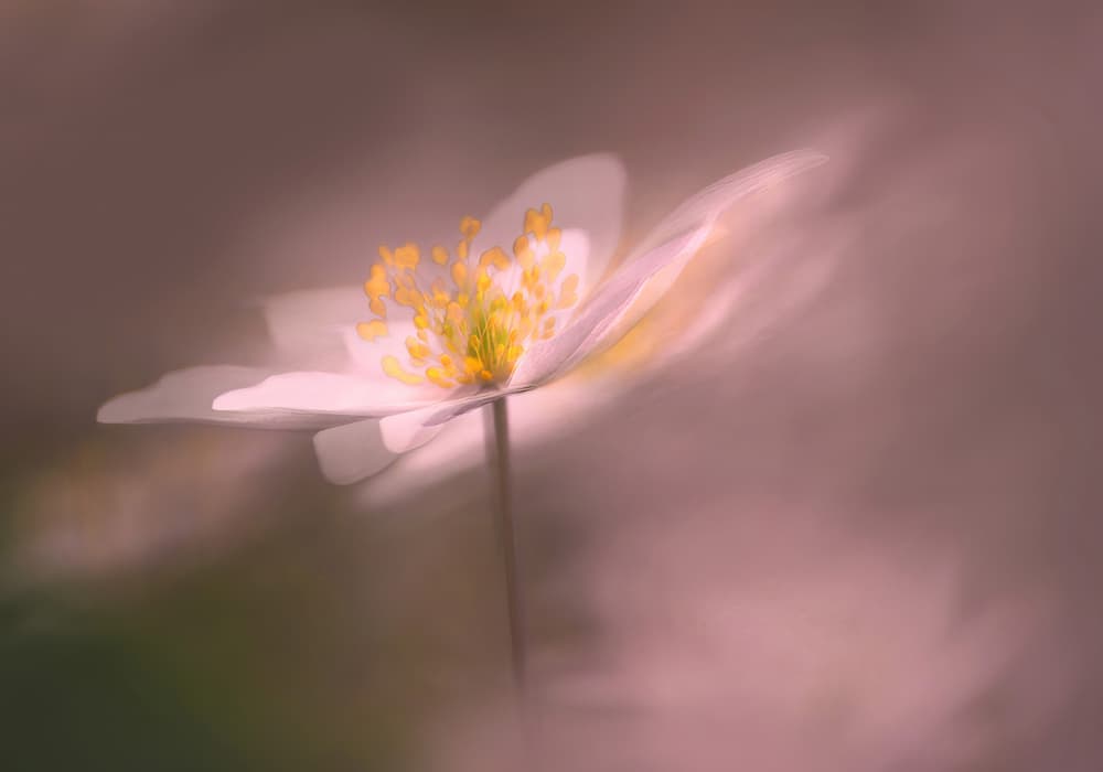 Soft White Bloom by Ylva Sjögren — canvas wall art