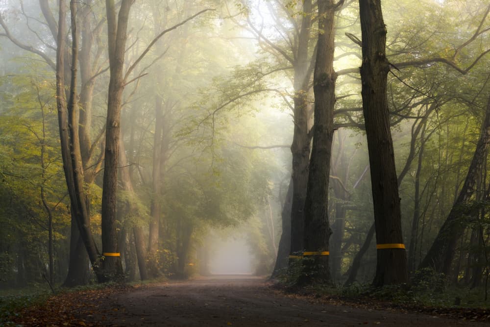 Sunlit Misty Forest by Dmitry Kulagin — canvas wall art