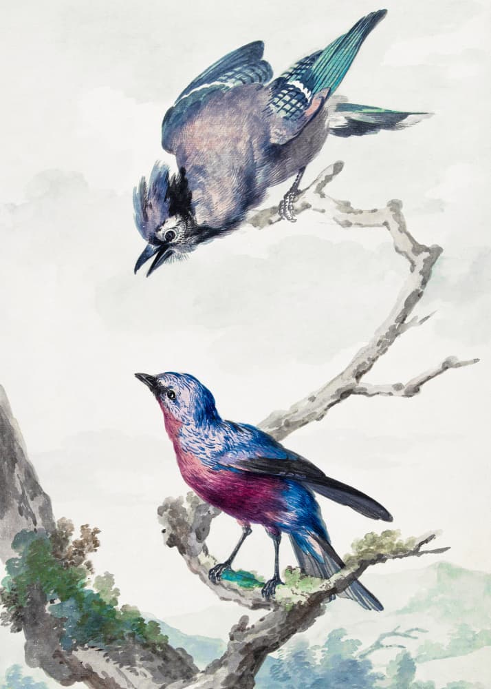 Two Birds  a Blue Jay and a Purple Breasted Cotinga by Aert Schouman — canvas wall art