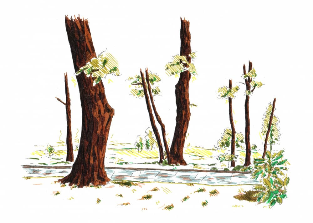 Illustrated Woodland Path by Kulik — canvas wall art