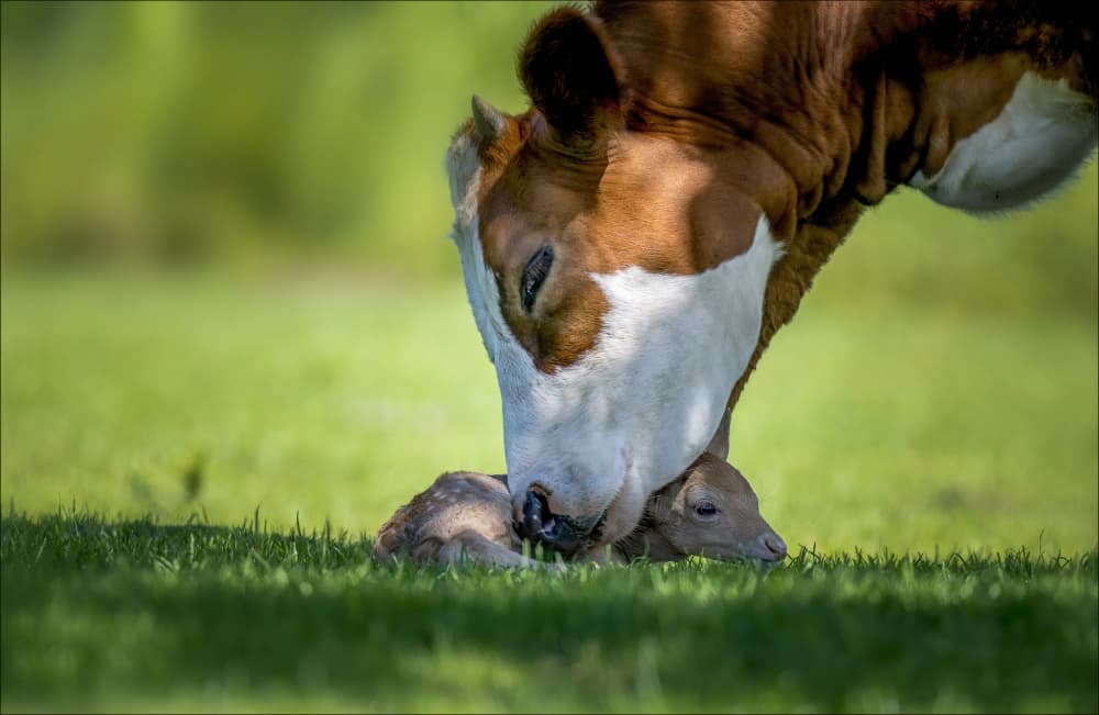 Mother Cow Nurtures Calf by Chris Coenders — canvas wall art