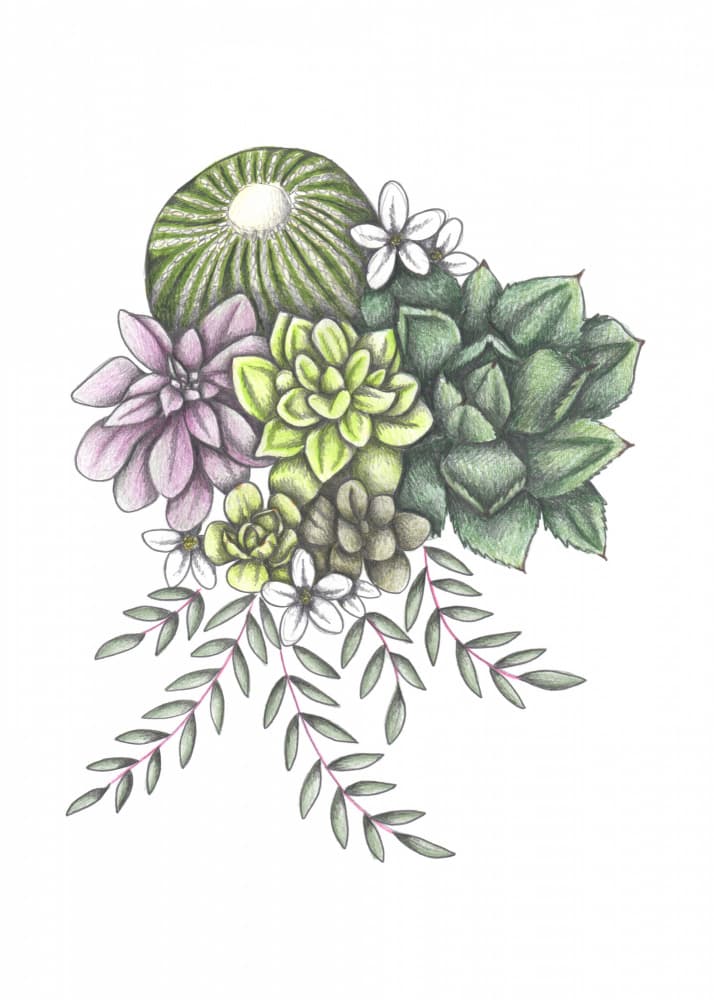 Vibrant Succulent Collection by Cecilia Battaini — canvas wall art