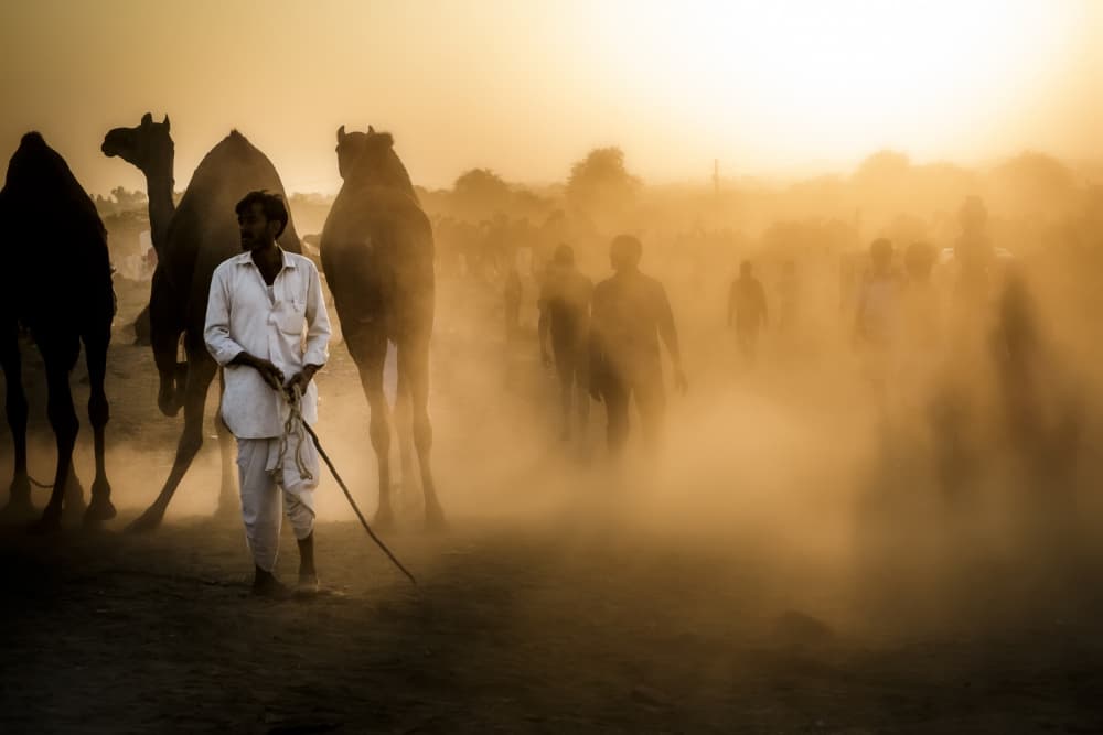Golden Dust Camel Market by Gloria Staffa — canvas wall art