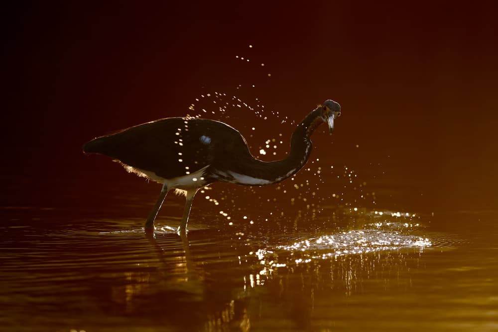 Golden Hour Bird Splash by Nicolás Merino — canvas wall art