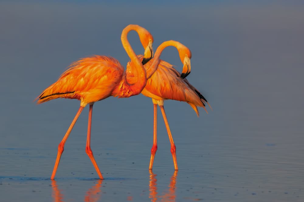 Elegant Flamingo Pair by Jun Zuo — canvas wall art