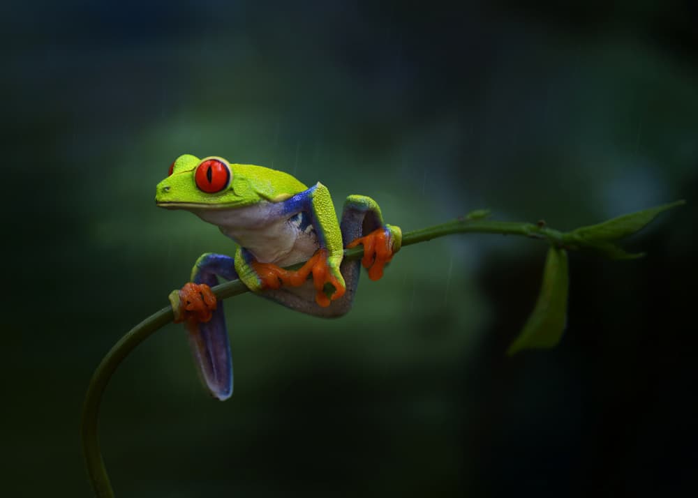 Vibrant Red-Eyed Frog by Qing Zhao — canvas wall art