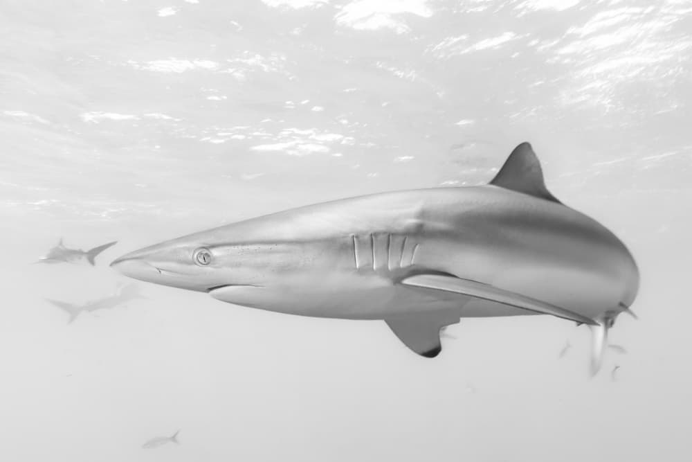 Graceful Ocean Shark by Gustavo Costa — canvas wall art