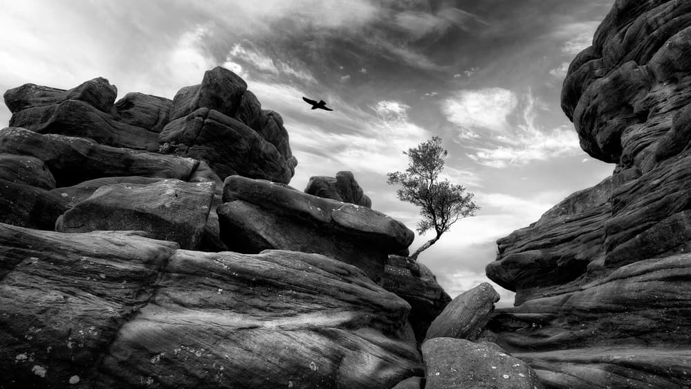 Wild Rocks Solitary Tree by Adrian Błaszczyk — canvas wall art