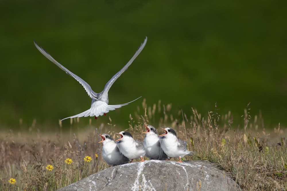 Tern Parent Feeds Chicks by AYMAN KHRBAWE — canvas wall art