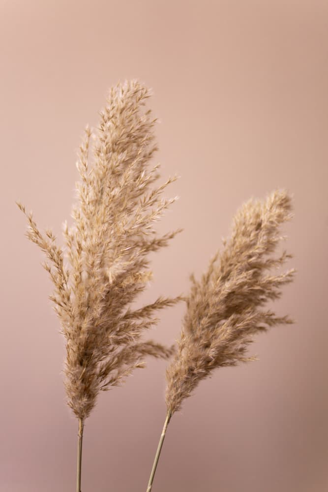 Grass 22 by Mareike Böhmer — canvas wall art