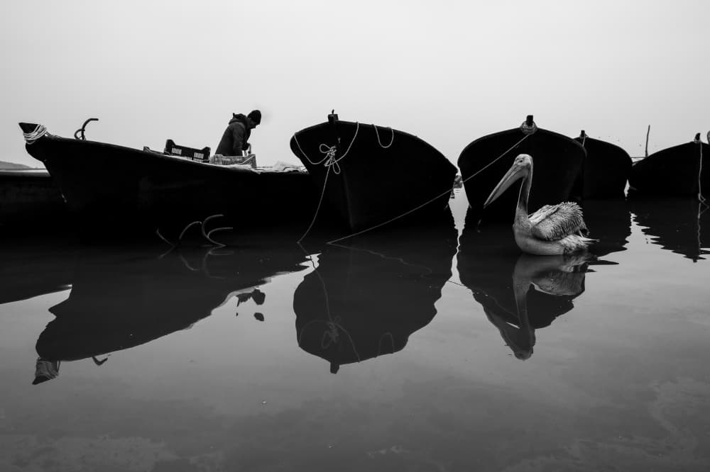 Pelican Among Fishing Boats by Ummu Nisan Kandilcioglu — canvas wall art