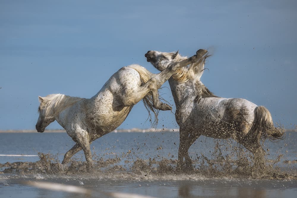 White Horses Clash by Rostovskiy Anton — canvas wall art