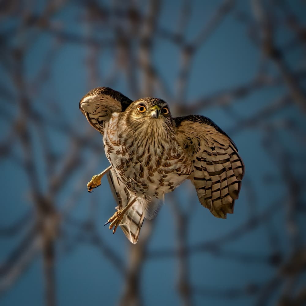 Hawk Mid-Flight Stare by Jacob (Jian) Xu — canvas wall art