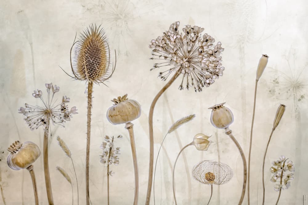 Growing old by Mandy Disher — canvas wall art