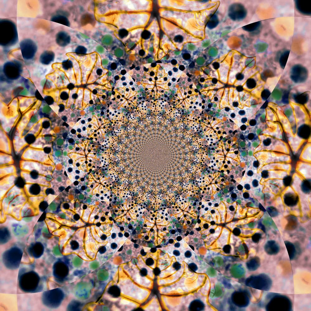 Intricate Organic Kaleidoscope by Christina Sillen — canvas wall art
