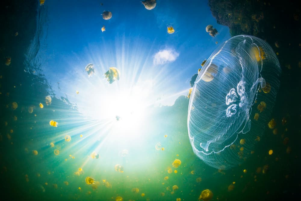 Jellyfish in Sunlight by Barathieu Gabriel — canvas wall art