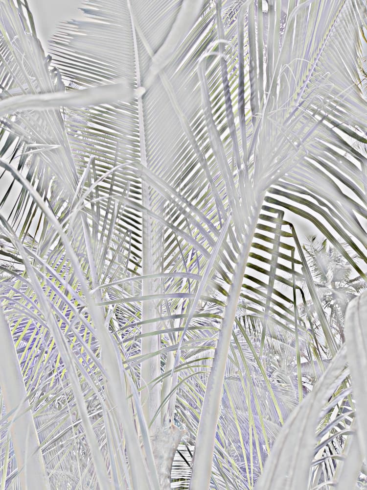 Bright White Palm Pattern by Santhosh ch — canvas wall art