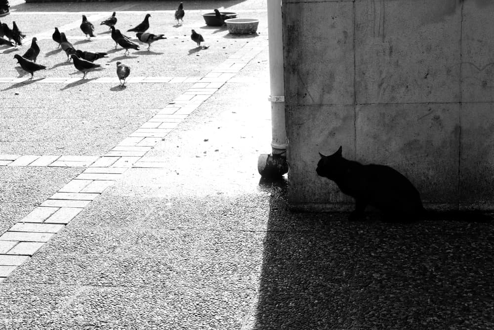 Watching Pigeons by Ali Ayer — canvas wall art