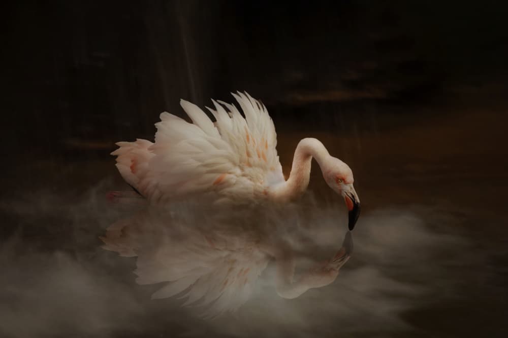 Pink Flamingo Reflection by Krystina Wisniowska — canvas wall art