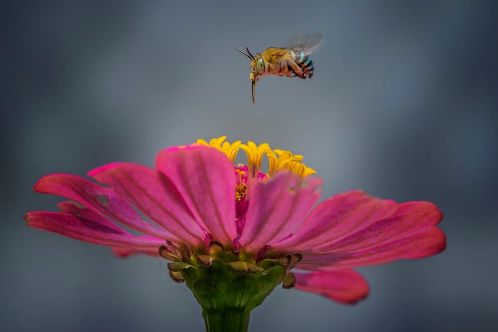 Hovering Bee Pink Zinnia by Hendy Mp — canvas wall art