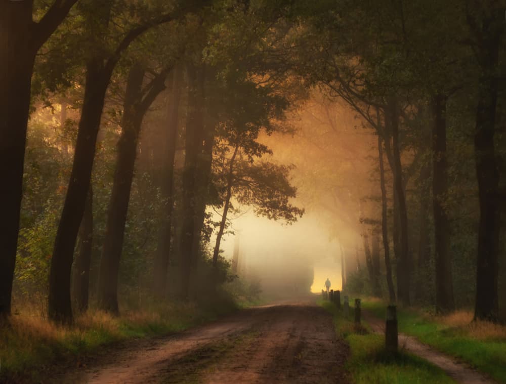 Golden Morning Forest Path by Ria Groot Zevert — canvas wall art