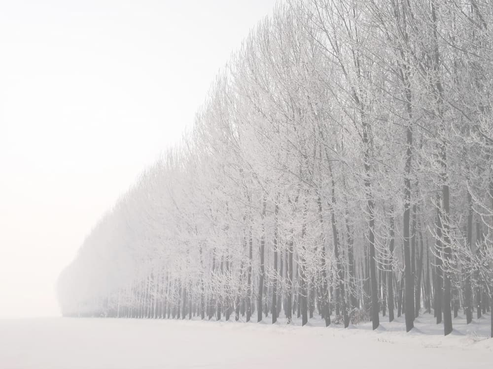 Frosty Winter Trees by Gianni Annibale — canvas wall art
