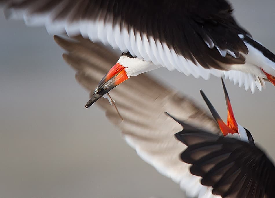 Black Skimmer Dispute by Fabiola Forns — canvas wall art