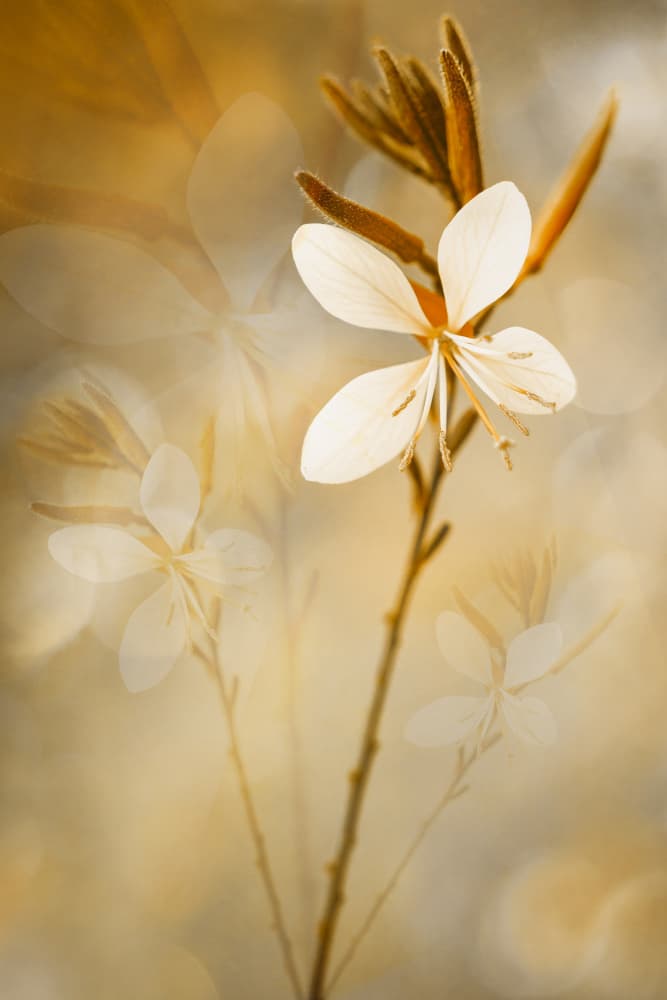Soft Golden Flower by Cicek Kiral — canvas wall art