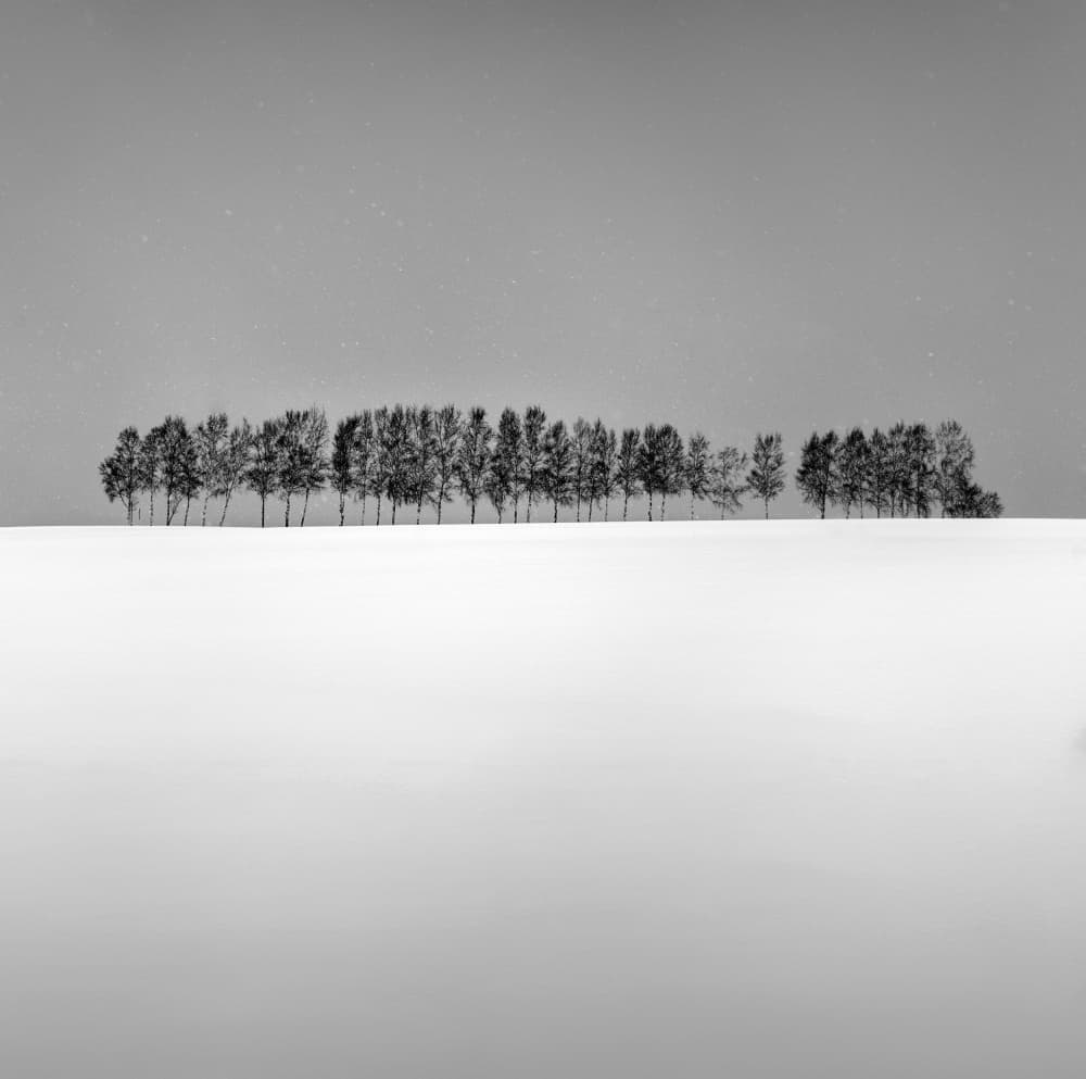 Snowy Horizon Trees by Jana Luo — canvas wall art