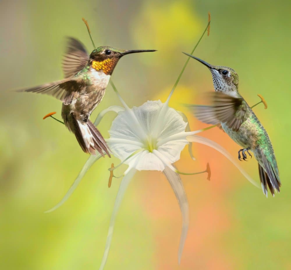 Hummingbirds Among White Flowers by Chong Q. Wu — canvas wall art