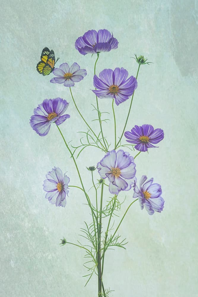 Purple Cosmos Butterfly by Lydia Jacobs — canvas wall art