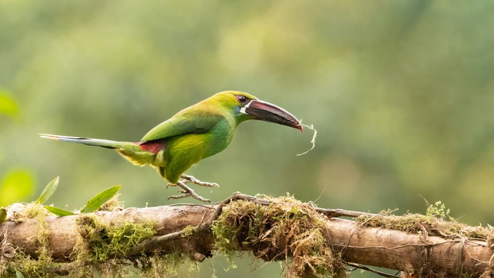Green Bird Gathering by Bill Lu — canvas wall art